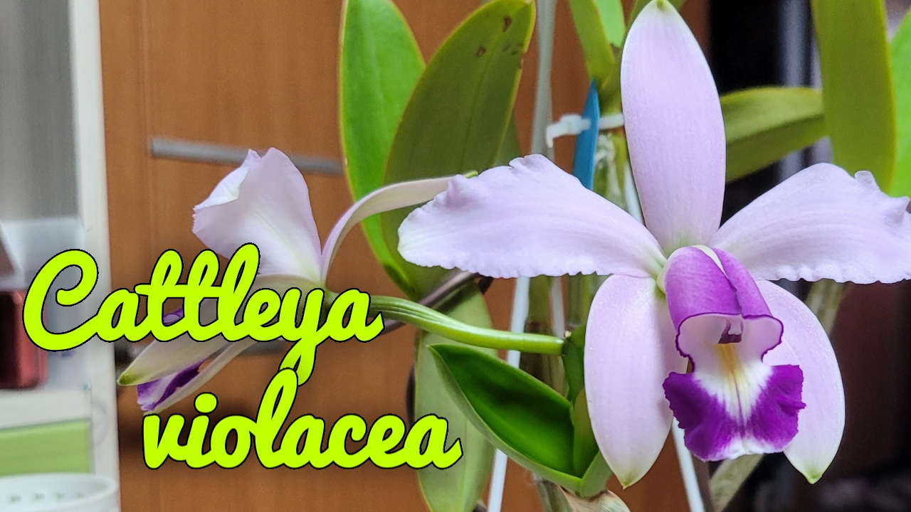 Cattleya Violacea. Мои наблюдения в уходе.