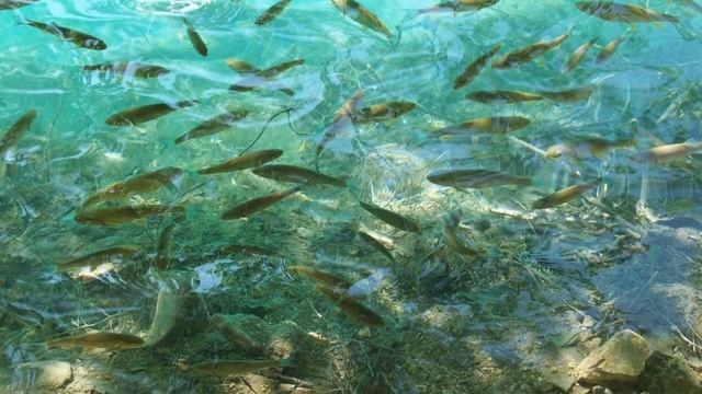 Каких рыб в реках нашей страны больше всего?