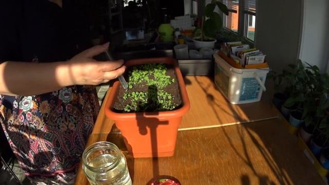 Петуния.  Правильный полив .