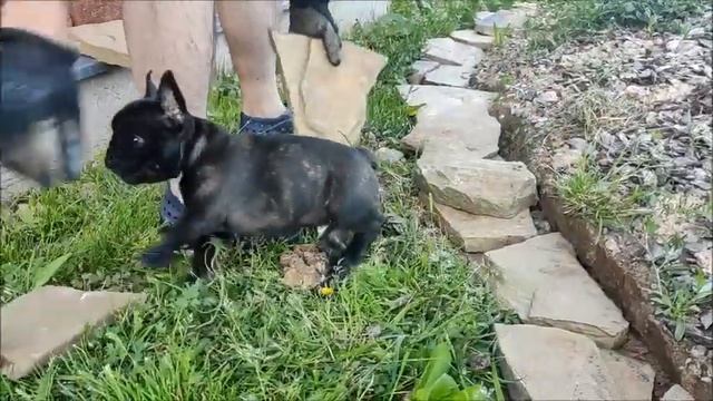 #Сельхозбульдог. Опция 2. Укладка камня...