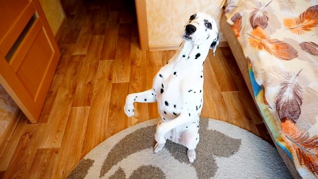 Собака-зайка/Sony A6000/Dog-bunny