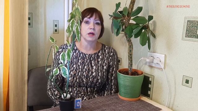 Педилантус титималоидный вариегатный