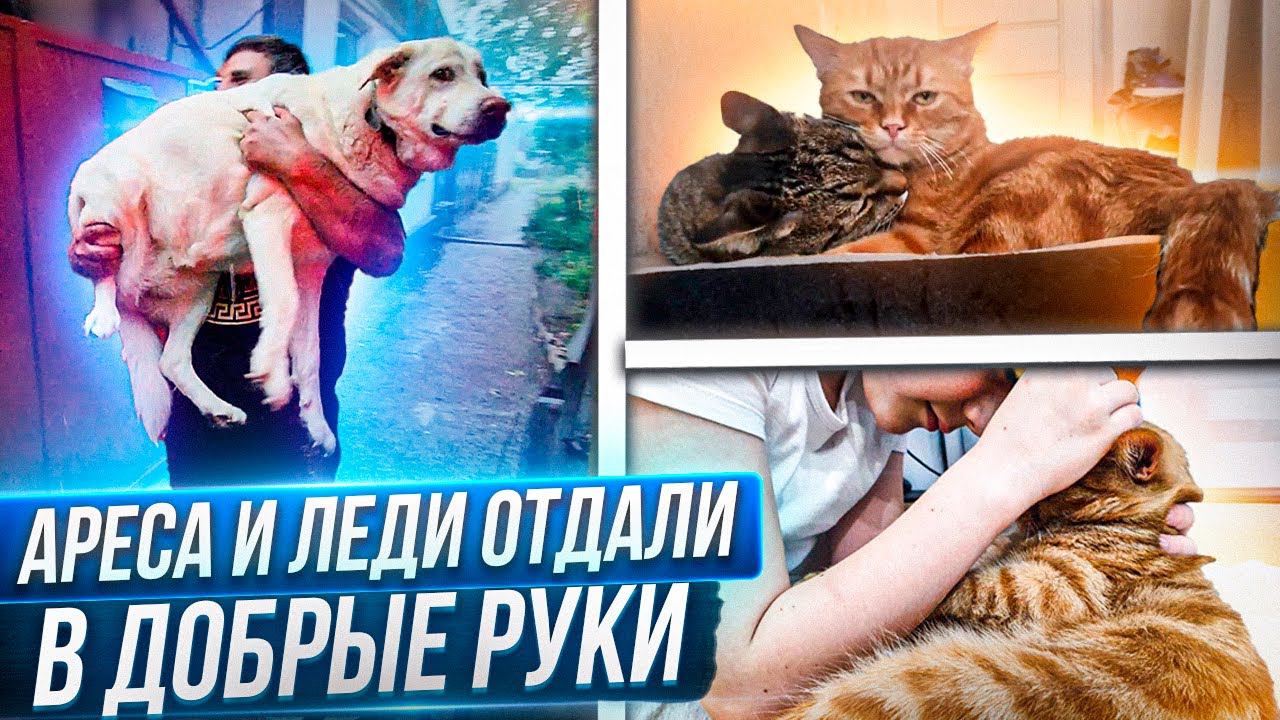 Арес и Леди обрели дом. Лёлек поехал вместе с Леди к Татьяне. Как Арес прижился в новой семье.