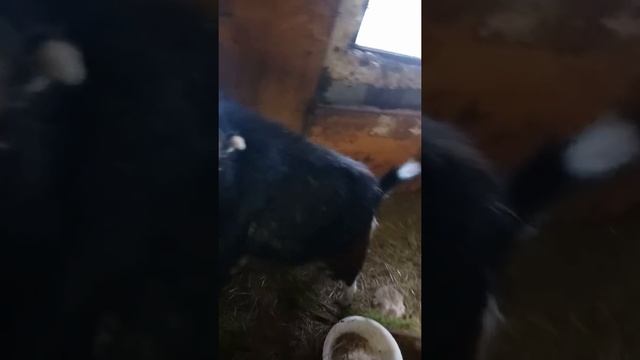 Кормим коз зимой! Мои ламанчи!