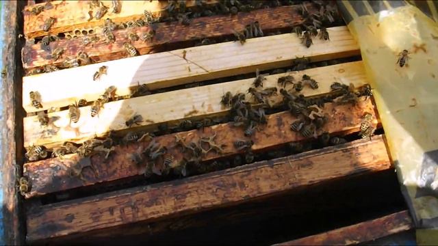 способ замены матки в семье без предварительной подготовки семьи к подсадки матки