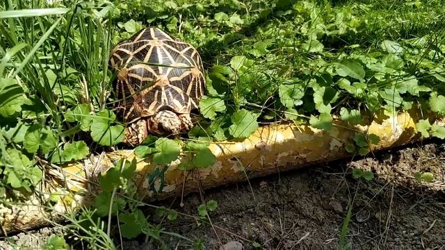 Выгул черепах