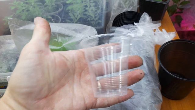 10Марта 2023.Пересадка черенков 🌿🌿🌿🌿🌿🌿🌿