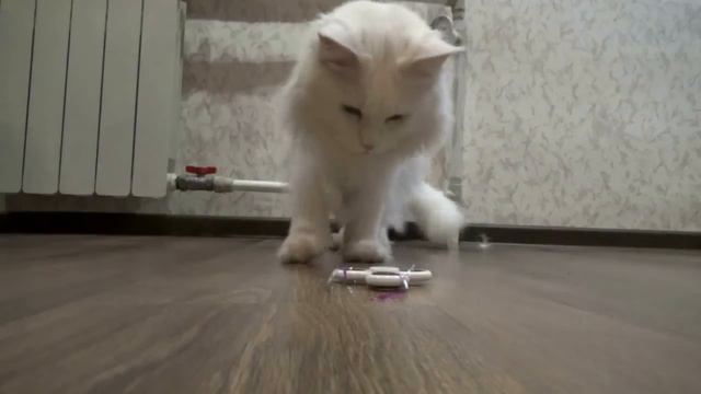 Кошки крутят спиннер, спиннер крутят кошки