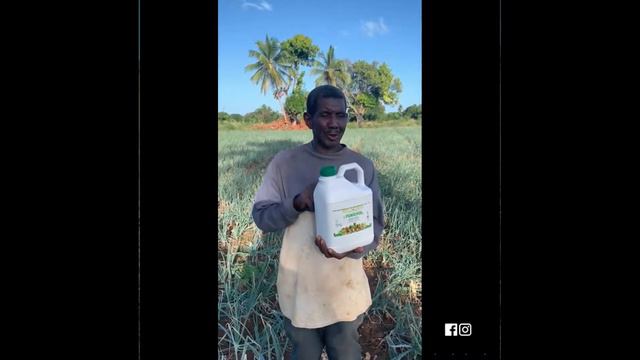 Fungivol Agro | En Cebollas, (Palenque, San Cristóbal Rep Dom) | El Mejor Pesticida Orgánico