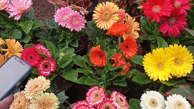 2c335b7103cc924e1e181774af51e445