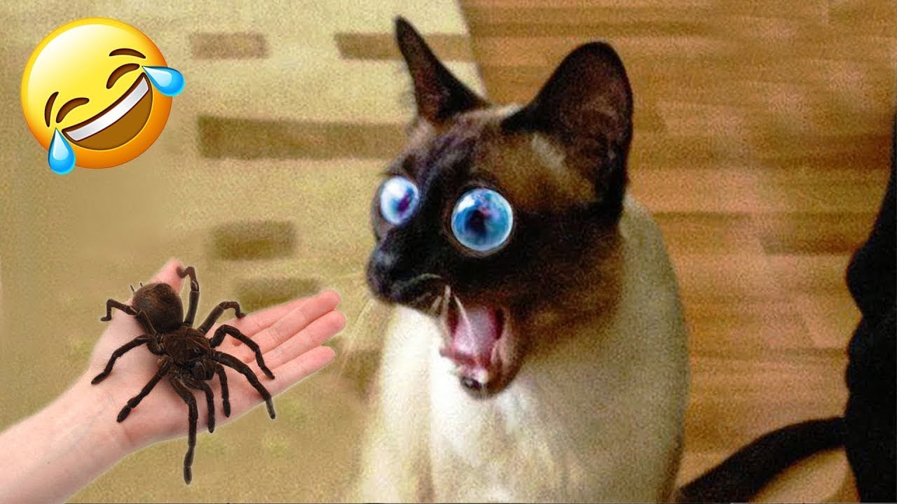 Залипательные видео с домашними питомцами