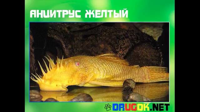 Анцитрус желтый