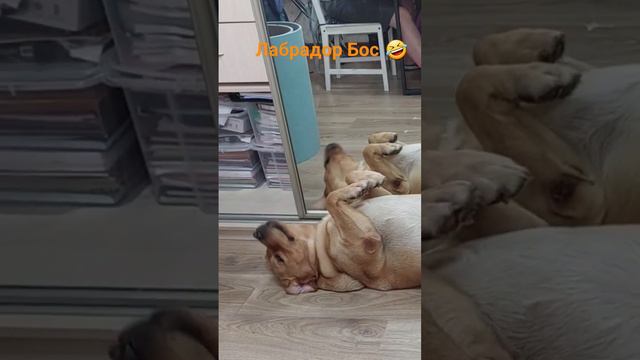 #лабрадор #домашниеживотные #питомец #босс #собака #играем #лабрадорретривер #топ