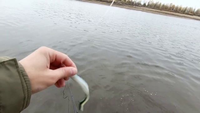 Осенний выезд за судаком на лодке MISHIMO 370 PRO C мотором PROMAX 9.9