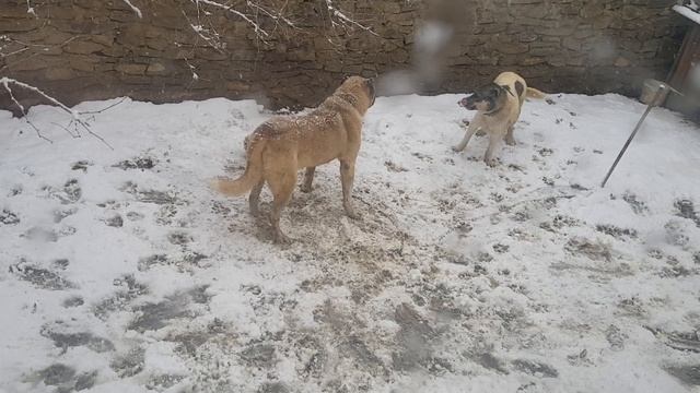 Аборигенные - Кавказские Волкодавы. питомник Альфа-Дог. р Дагестан г Каспийск.
