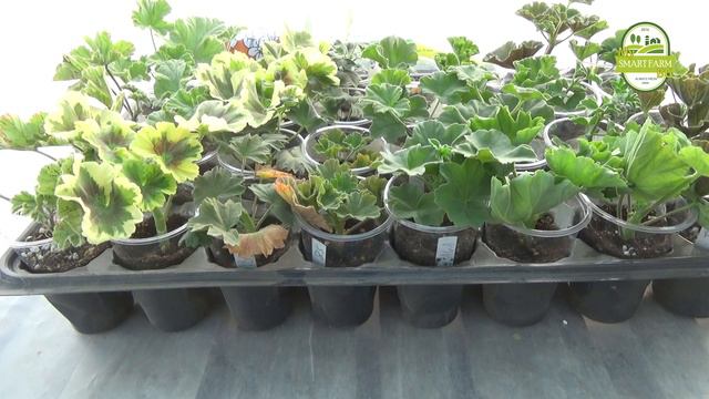 Заболяването „Черен крак“ и  два метода за вегетативно размножаване на пеларгония.