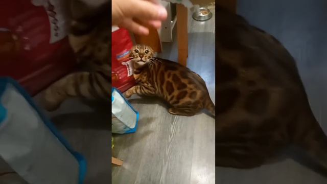 злой бенгальский комок шерсти ЕВА #кошка #котёнок #кот #дом #домик #жиза #жизааа #шиза #шизофрения
