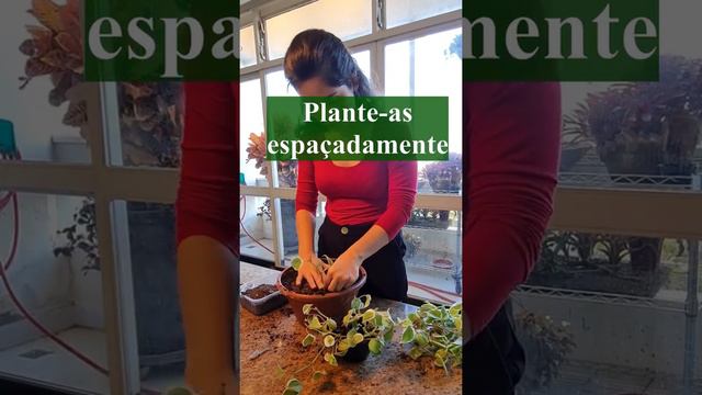 Peperomia Scandes: Como Fazer Mudas