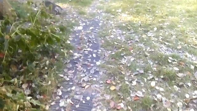 Игра котенка с мышкой полуживой  васька охотник