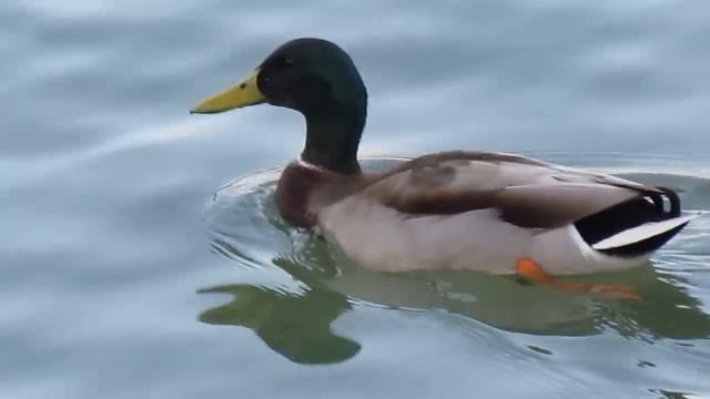 SLR Canon Powershot SX30 IS Zoom And Video Test