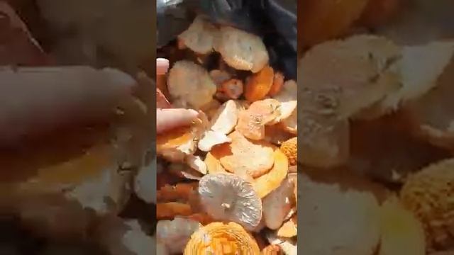 Ezhevik-grebenchatyj-rf