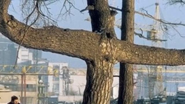 ЧУДЕСА ПРИРОДЫ  ДЕРЕВЬЯ