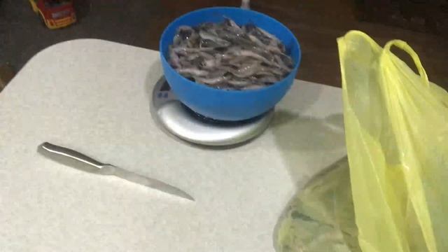 УЗВ клариевый сом