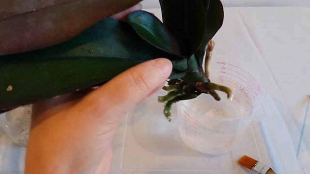 КАК ВОССТАНОВИТЬ ТУРГОР ЛИСТЬЕВ, НАРАСТИТЬ КОРНИ И ЛИСТЬЯ ОРХИДЕЕ.