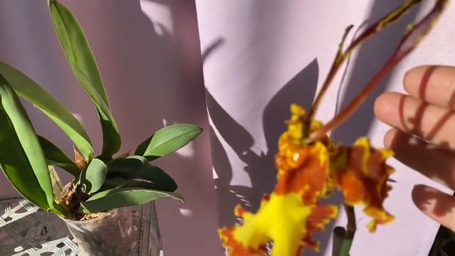 #психопсисы#   Психопсисы - уход ,полив, цветение??️?