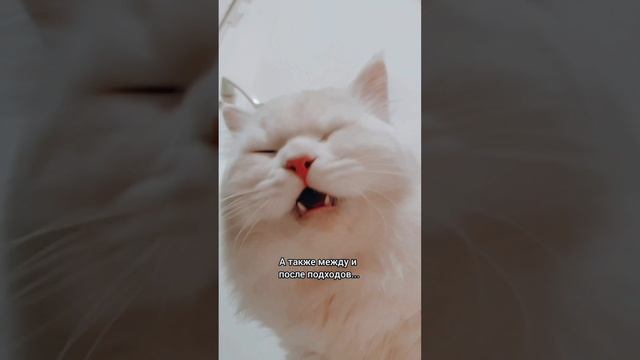 Фильм #3. Кот-спортсмен Ося Сухариков