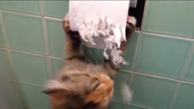 11.Funny Cat Fight And Bite Compilation/коты нападают и кусают))