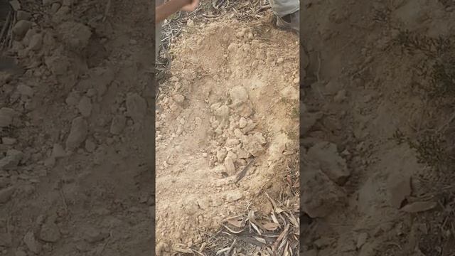 Minelab GPX 7000 - Deep 1 gram gold nugget