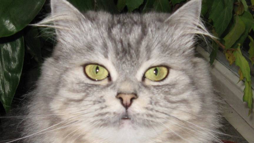 Мой котёнок.2003 год.