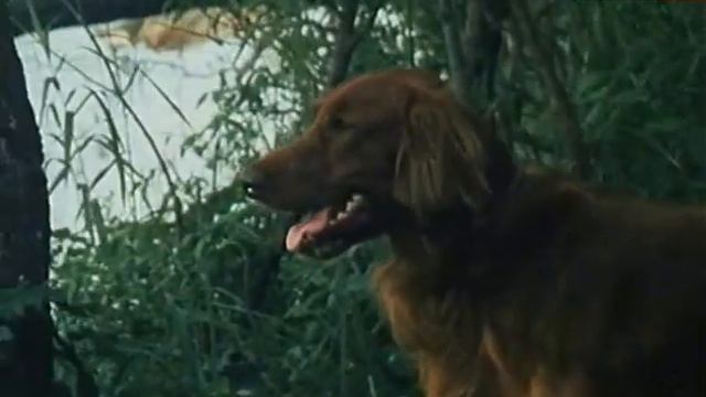 Pipo schafft alle 37 - Wilddiebe