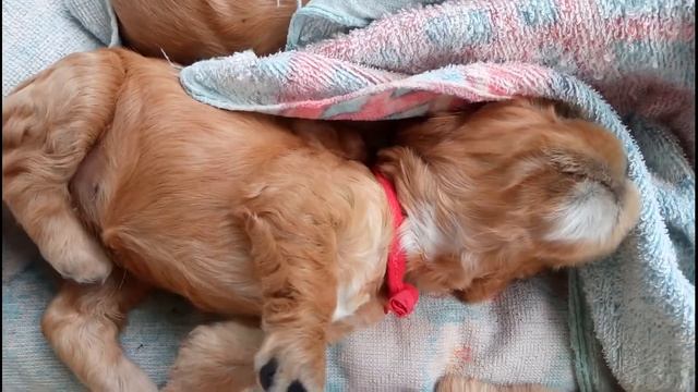 Солодкі сни