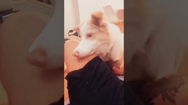 Собака и муха #shorts