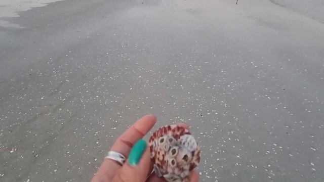 Sanibel Island! PART 1 | GIANT SHELL SHELLING! | SWF | Horse Conch Find | WE FOUND A GIANT SHELL!