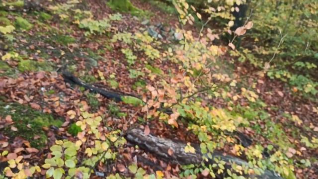 18. Осінні гриби , Підпеньки