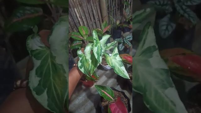 Syngonium/singonium Triking