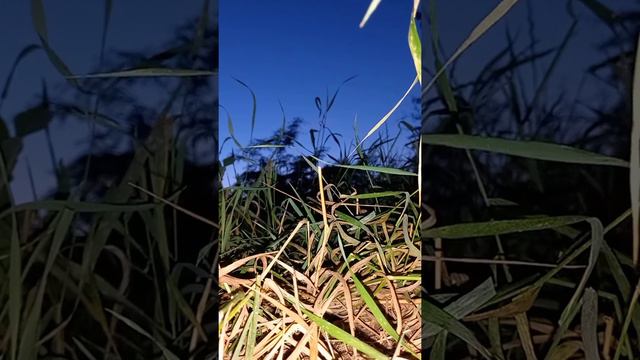 Relax видео, звуки природы пение птиц,для сна, чтобы заснуть,перед сном видео, релакс расслабление