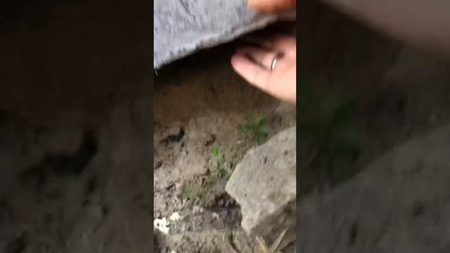 Мыши съели пол фасада