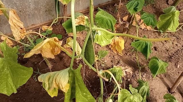 Большой урожай помидор и кабачков.