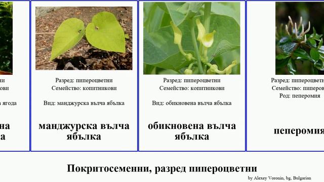 Покритосеменни, разред пипероцветни Angiosperms вълча ябълка Whole обикновена копитникови Хутиния