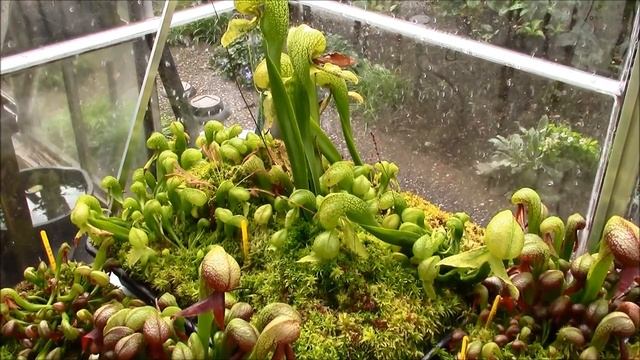 Darlingtonia House October 10th 2014