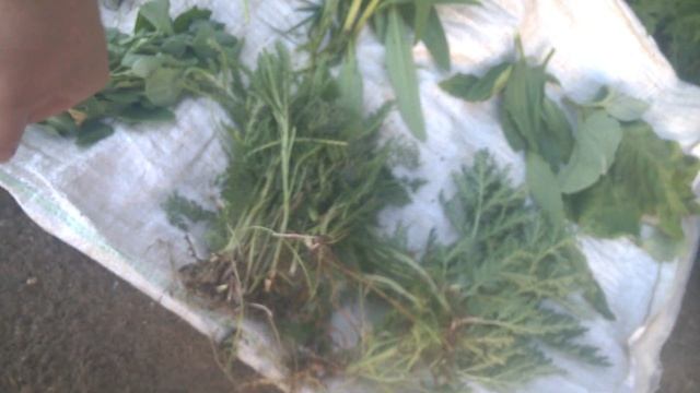 РАЗВЕДЕНИЕ КРОЛИКОВ С НУЛЯ/ВИДЫ ТРАВ ДЛЯ КРОЛИКОВ