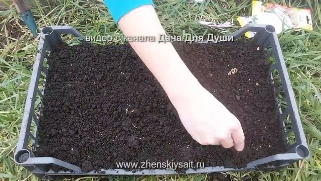 Любимые БАРХАТЦЫ: варианты посева на рассаду!