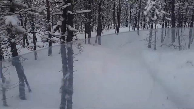 Мототолкачь по лесу