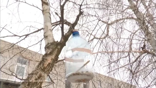 Чугуев. Синичкин день