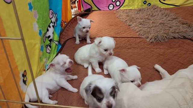 щенки Радушки и Мажора питомник чихуахуа и той-пудель Кастропуло Крым +79787458062 ☺️