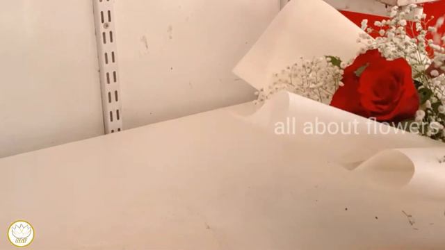 Red rose with gypsophila  how to wrap roses  all about flowers